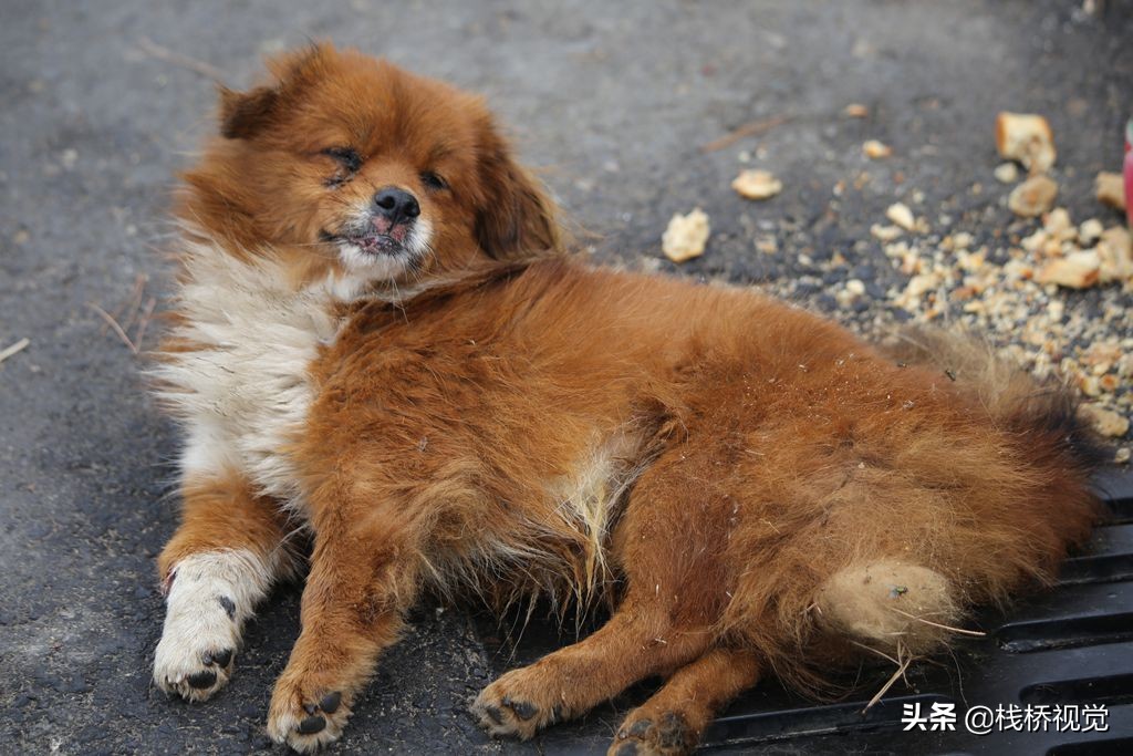青岛胶州湾畔一只受伤流浪狗痛苦等死挺可怜