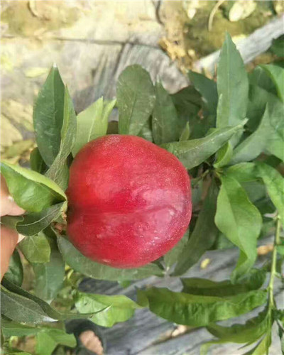 中油8号油桃甜度是多少