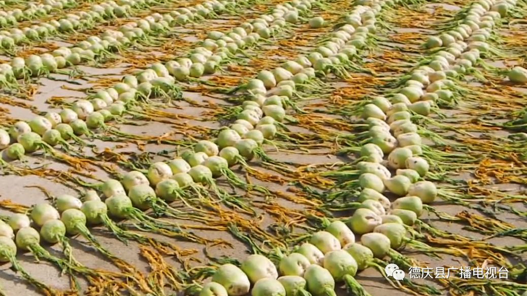 大頭菜在回龍鎮江濱一帶已經有300多年的種植歷史