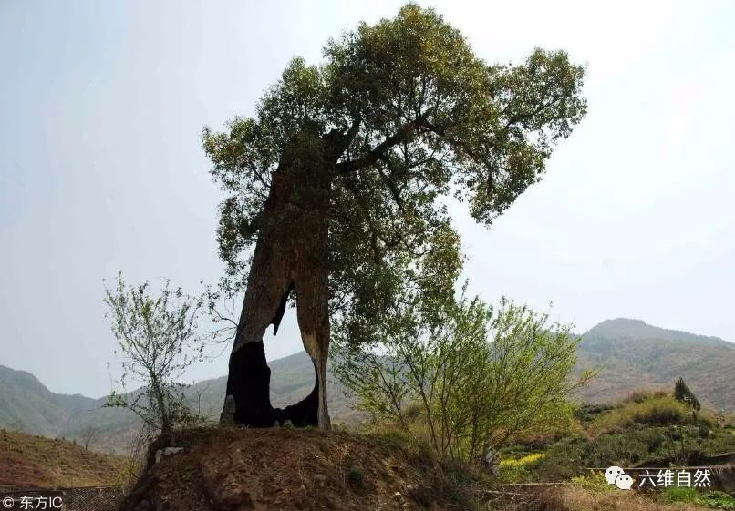 遭遇天劫的大樹被雷電擊中被火燒成空心卻依然屹立不倒