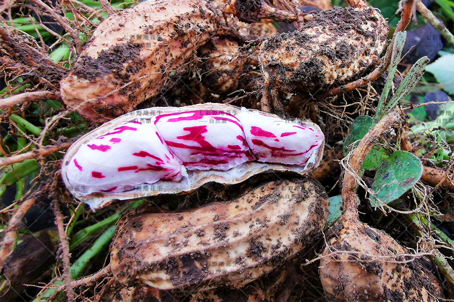 七彩野地花生产自云南自然甜