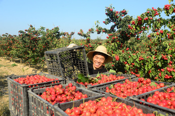 山楂是中国特有的药果兼用树种,具有降血脂,血压,强心,抗心律不齐等