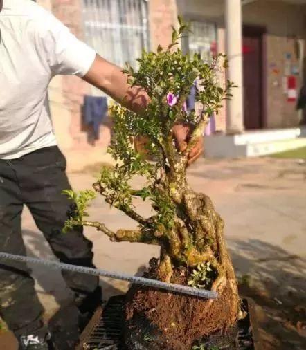 大叔山上砍柴,挖到极品"黄杨",品相至少2万元,你觉得值不值_盆景