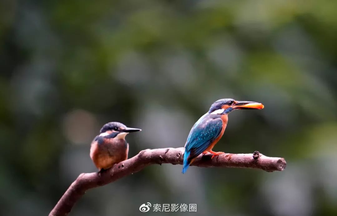 索尼α俱乐部带上索尼sel200600g镜头翠鸟拍摄初体验