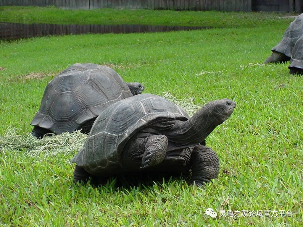 看看国外龟场的亚达伯拉象龟的生活日常