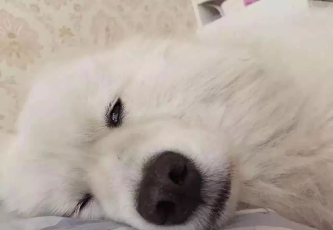 腿都是软的110斤的铲屎官背着狗子下山说啥都不走爬到一半狗子累瘫了