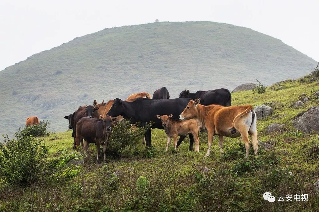 速看重阳节大金山对进山车辆实施数量控制附云雾山美景