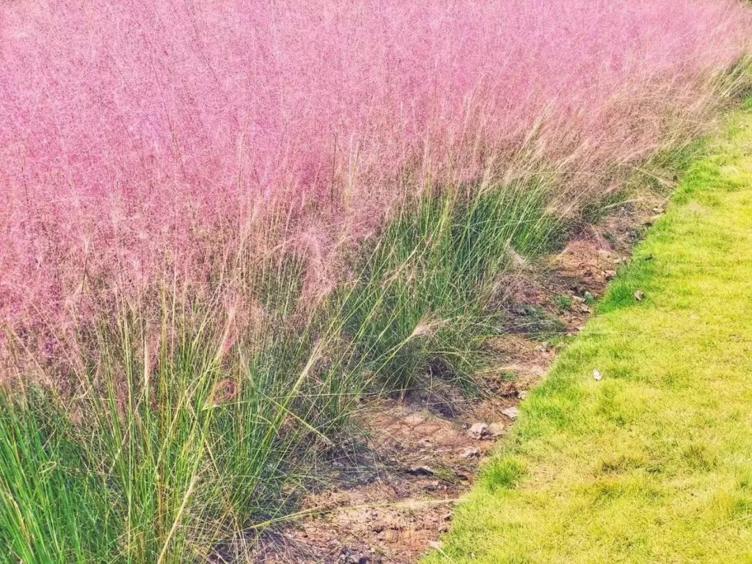 网红打卡地井研这片粉色花海景美还免费小长假几天已刷爆朋友圈
