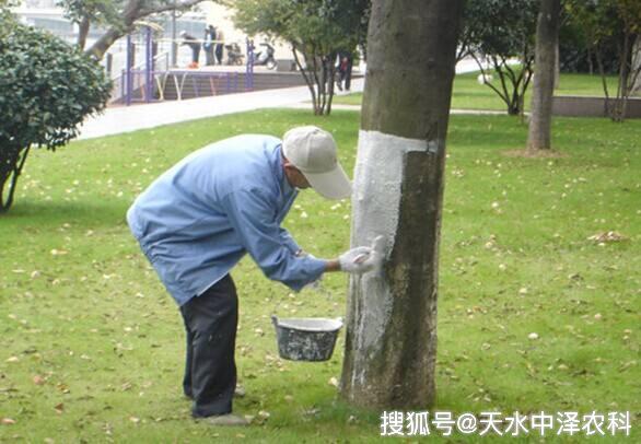 树干涂白的作用及使用时间与方法!_枝干