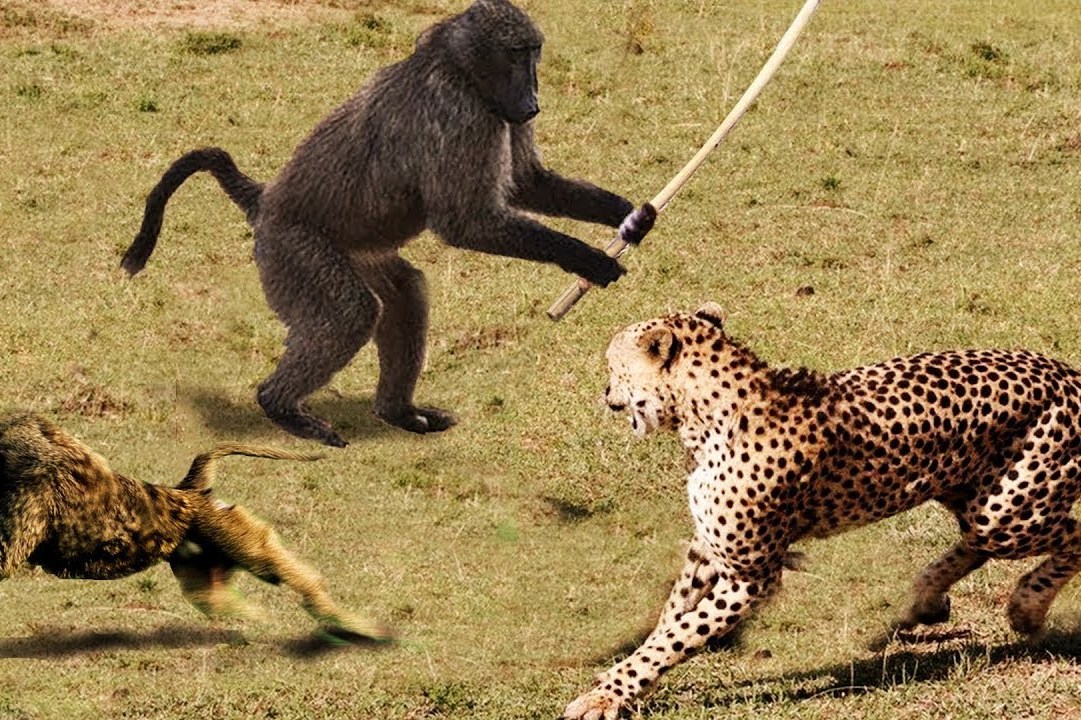 豹子袭击小狒狒大狒狒发现后狂追豹子镜头记录全过程