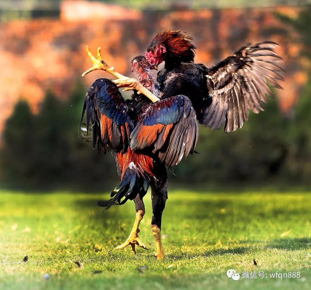 原创臣子比赛斗鸡,请国君做裁判,国君怀私心吹黑哨,却因此丢了王位
