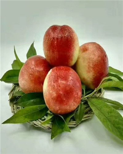 中油8号油桃甜度是多少