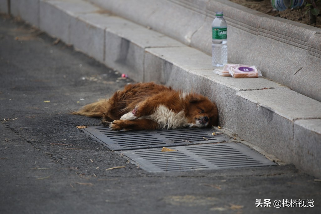 青岛胶州湾畔一只受伤流浪狗痛苦等死挺可怜