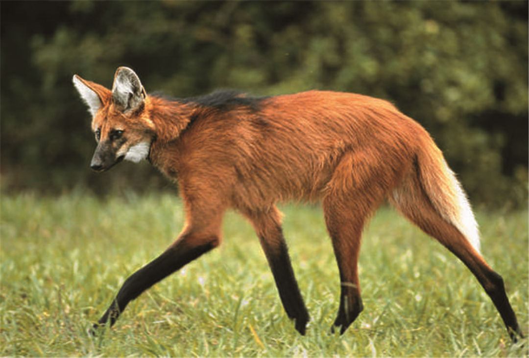 尽管鬃狼走路的方式不免滑稽,却又不失优雅,长长的四肢将其身体撑起