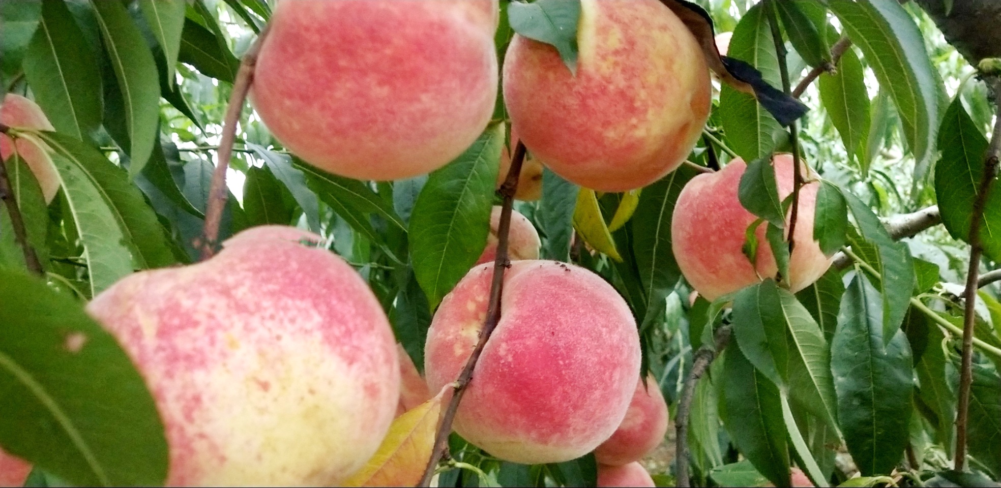 镇江荣炳秋冬桃又脆又甜 元旦前夕游客可大饱口福_桃园