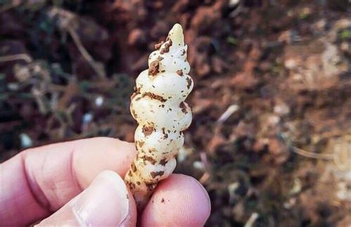 农村一种植物,曾用来喂猪,殊不知价值珍贵,若你家乡有,请珍惜_草石蚕