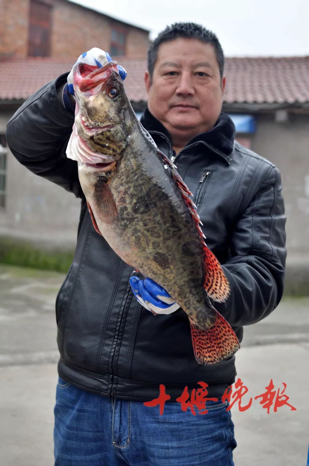 罕见湖北一地水库捕获104斤鱤鱼网友评论亮了