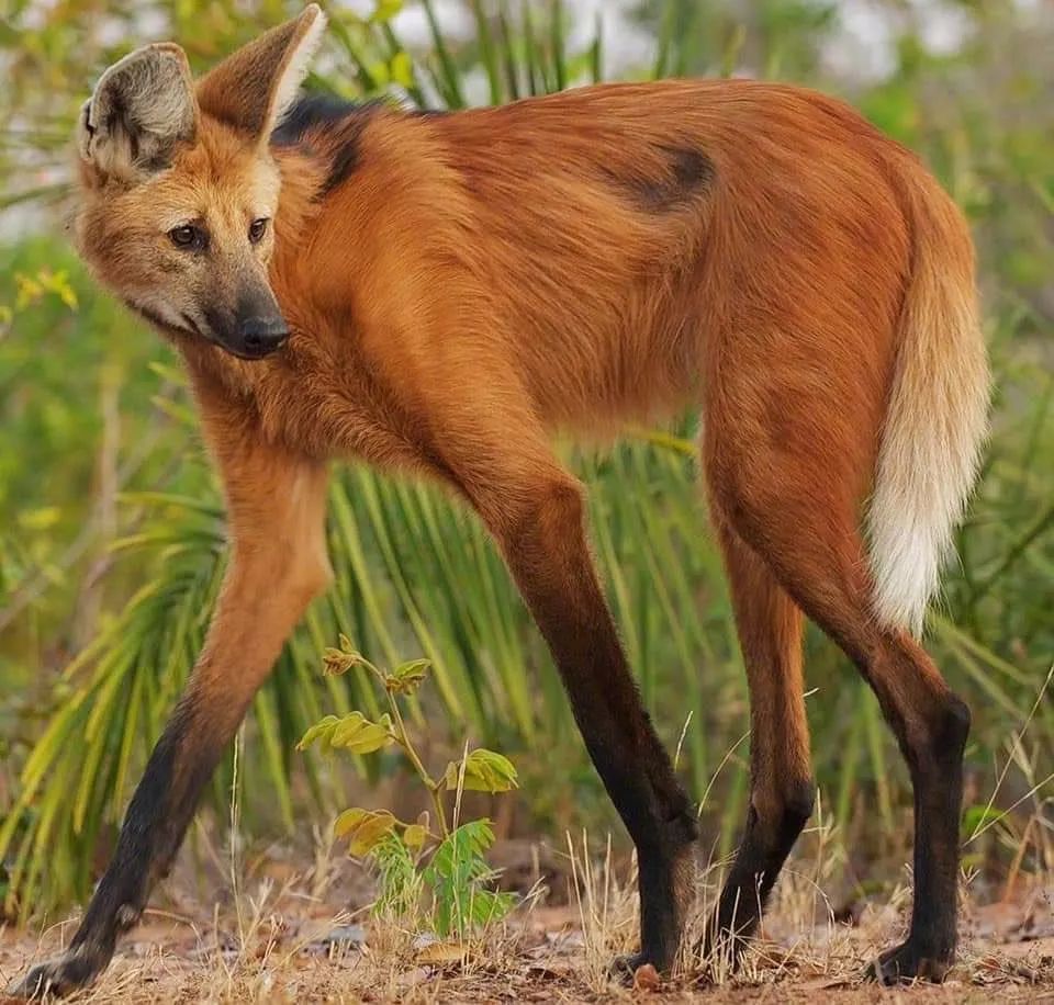 南美洲最大的犬科动物,犬科动物中的长腿超模,被称为踩着高跷的狐狸