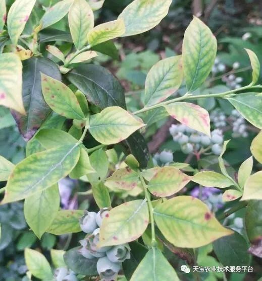 蓝莓叶片黄化发红死棵怎么办