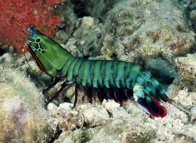 荐读丨海底刺客螳螂虾
