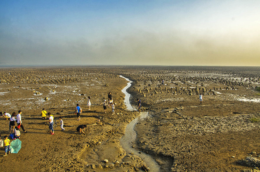 望潮,这么好听的名字,你告诉我它是海鲜?