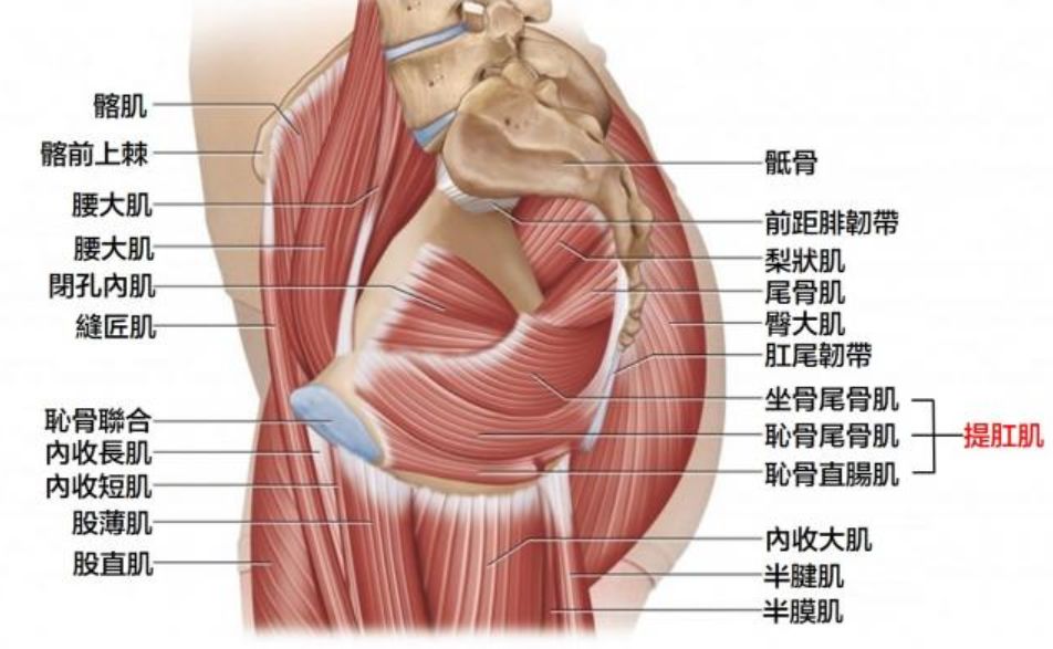 想要核心肌群有力