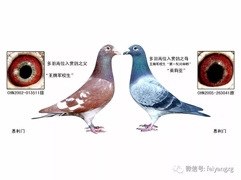 【红旗驱赶的方法进行强制性家飞】