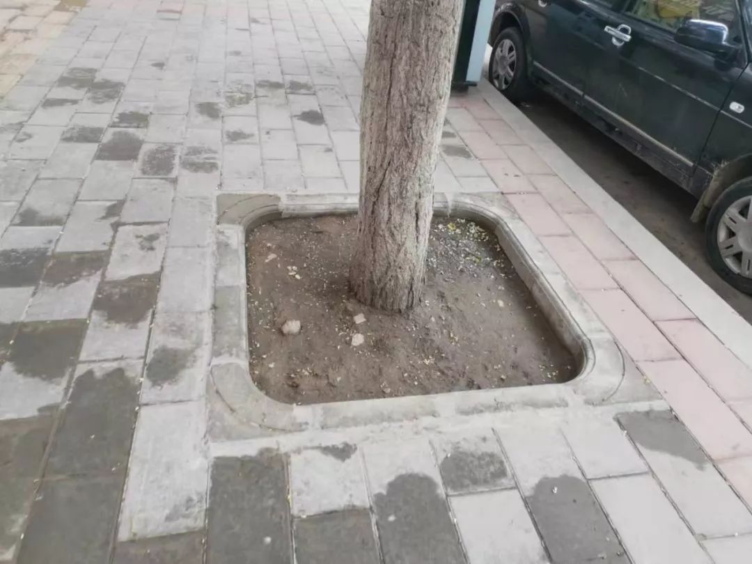 枝阳街的人行道砖铺设已经告一段落,细心的你会发现就连树坑围边都不