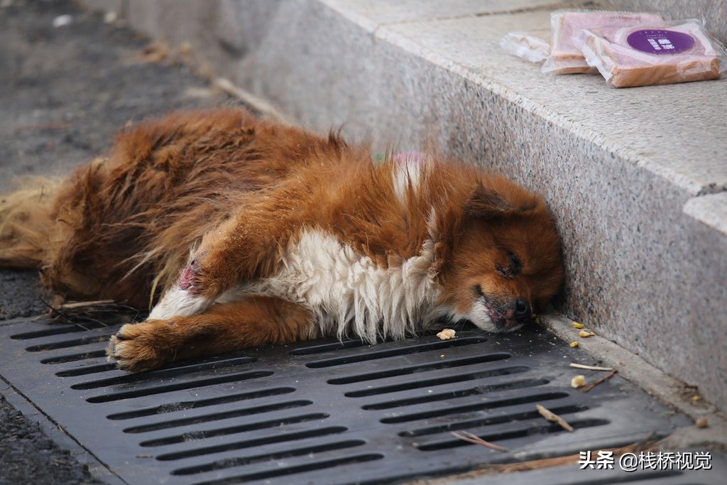 爱狗人士伸援手!青岛胶州湾畔一只受伤流浪狗痛苦等死挺可怜