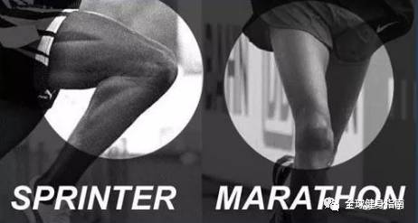 短跑主要募集的是白肌纤维白肌纤维本来直径就较粗在训练后的恢复中