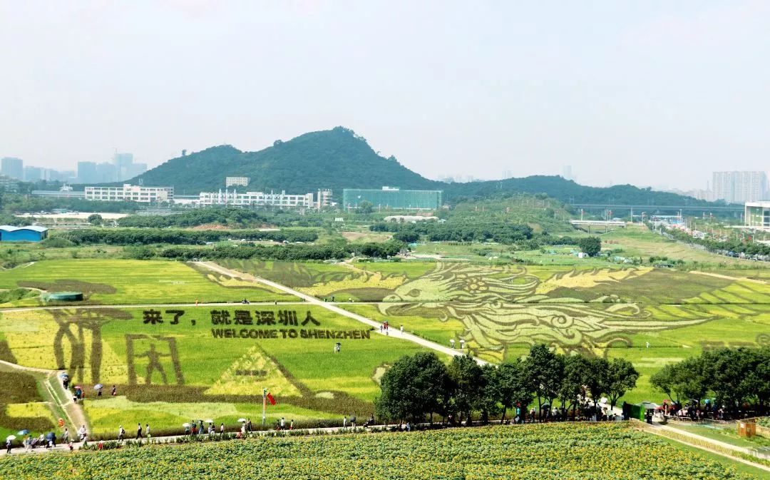 假期网红打卡地华侨城光明小镇欢乐田园等你来