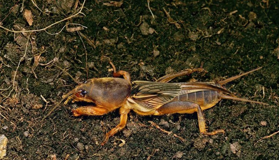 比禾虫还贵!_蝼蛄