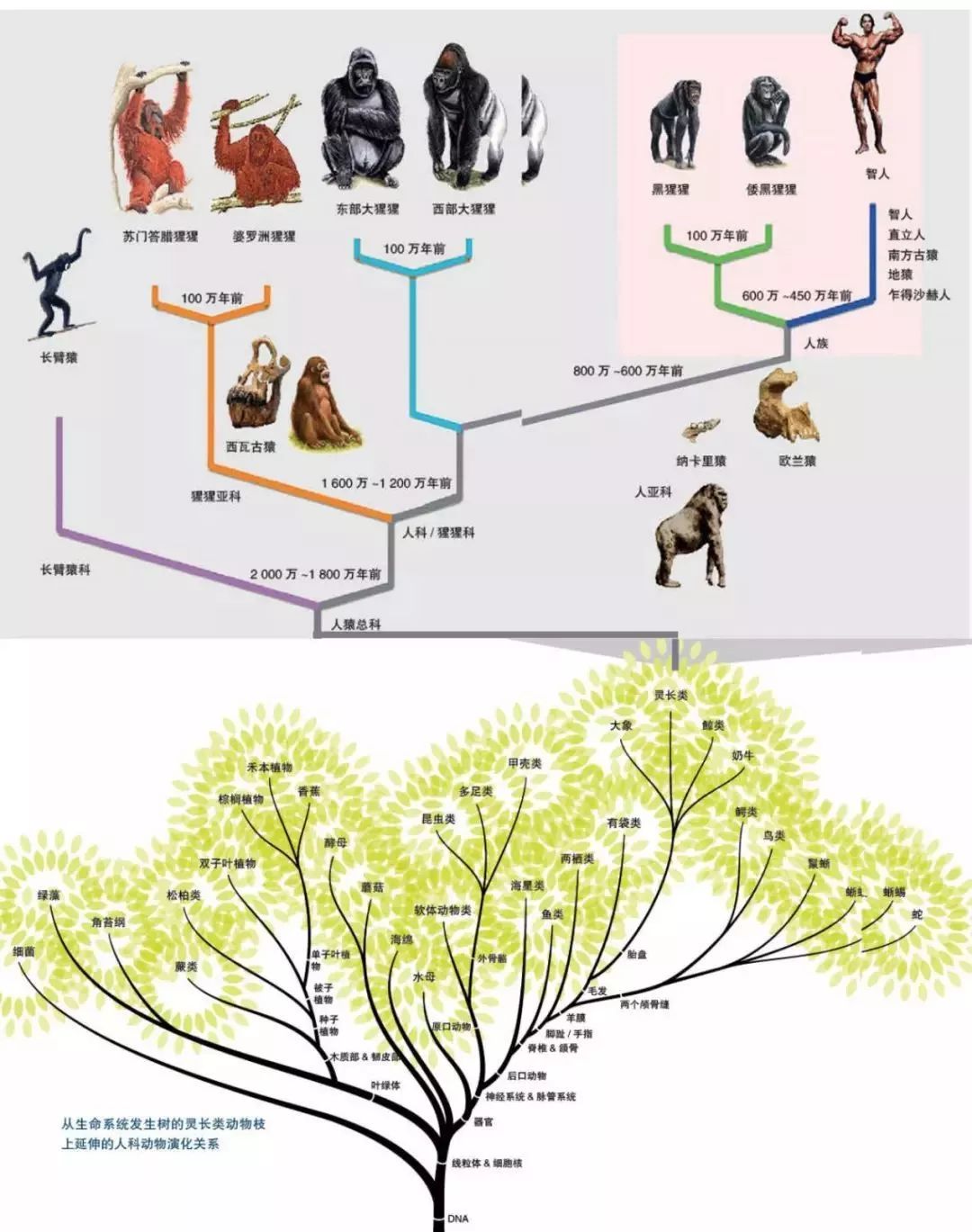 人类进化树状图片
