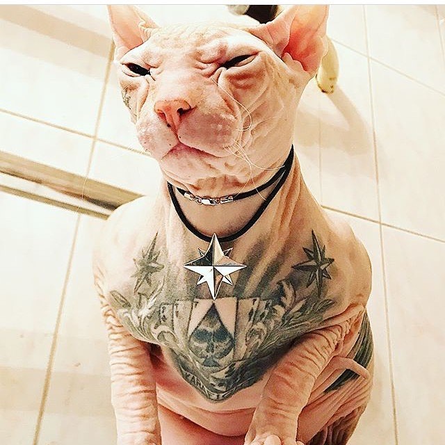 猫天生欠缺毛发的保护,皮肤本身已较易受伤,纹身或为它们带来巨大痛楚