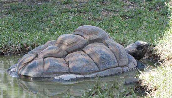 黄河巨龟的图片图片