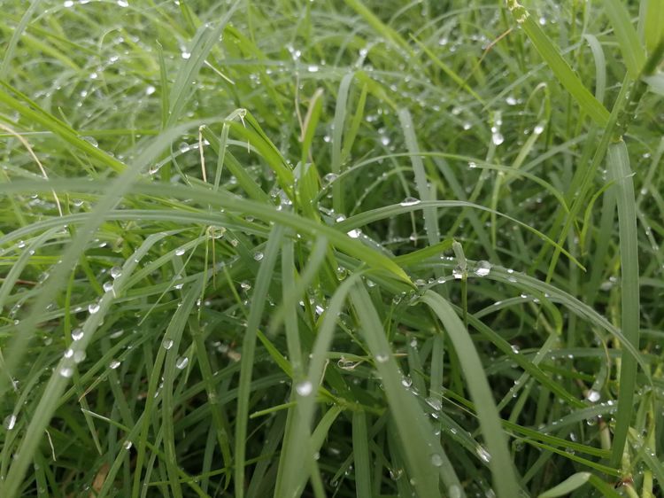 「专栏」任平生作品赏析:《七律61重阳》(平起平收新华韵)_湛碧