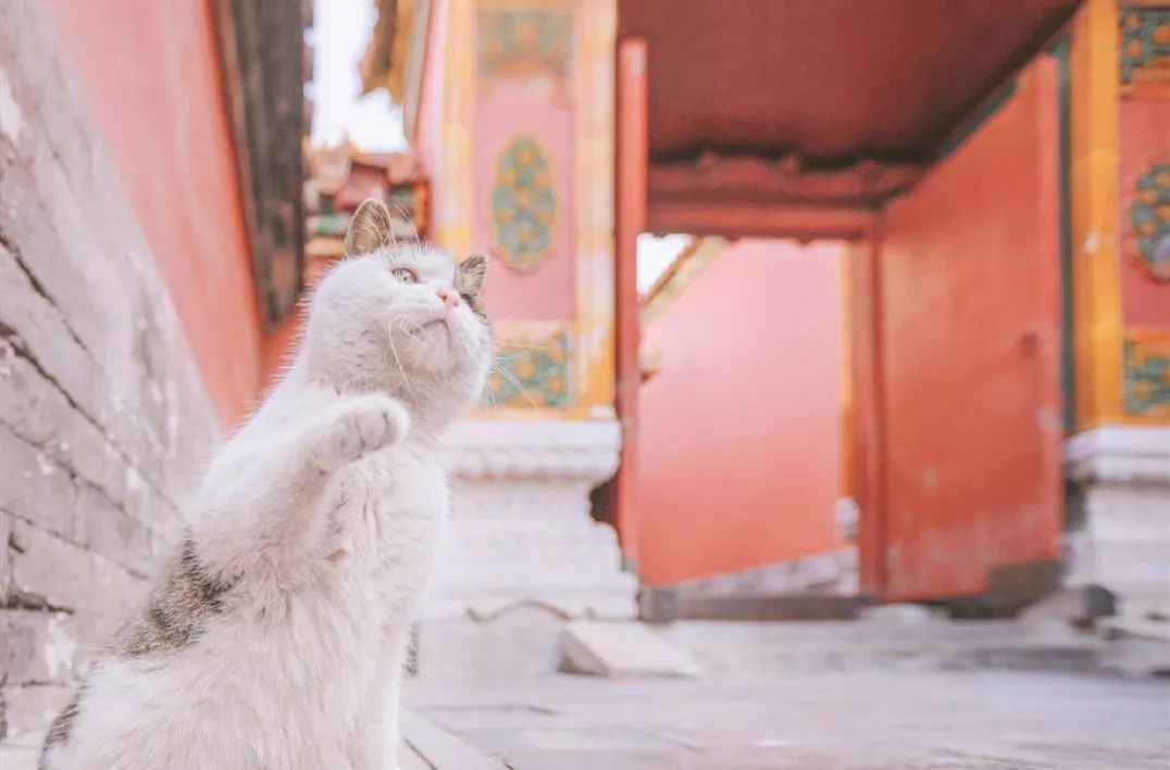 白天就要负责迎客卖萌,而晚上,还需要守故宫的安全,将那些捣乱的老鼠