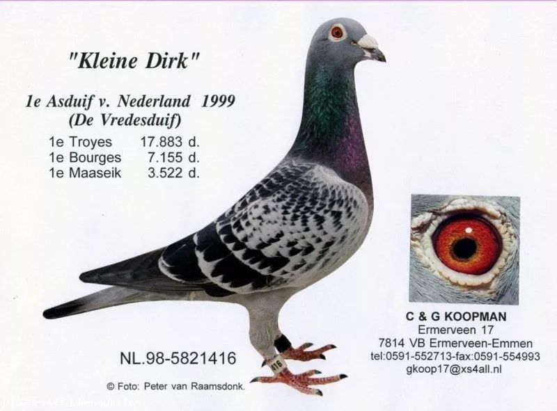 考夫曼种鸽小迪克图片图片