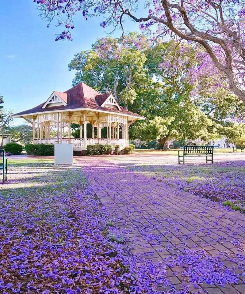 公園四周種著很多藍花楹,從早到晚都能看到慕名而來的遊客.