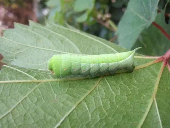 比禾虫还贵金湾又现天价虫子炒到400元斤敢吃就赢了