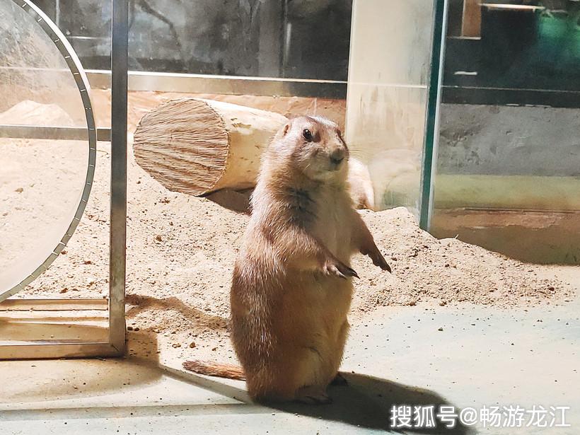 金爵万象hizoo万象萌宠公园