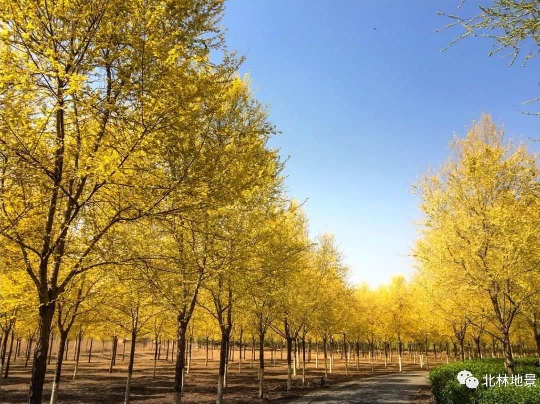 據瞭解,按園區整體規劃佈局,東郊森林公園內將重點建設華北樹木園