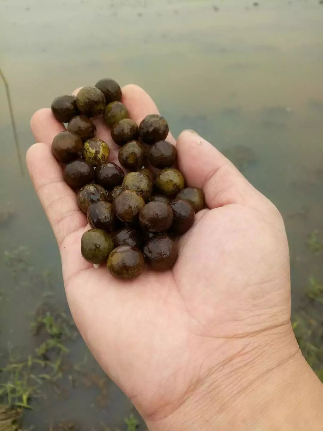 產地食材▎吃過這種人參嗎芡實米