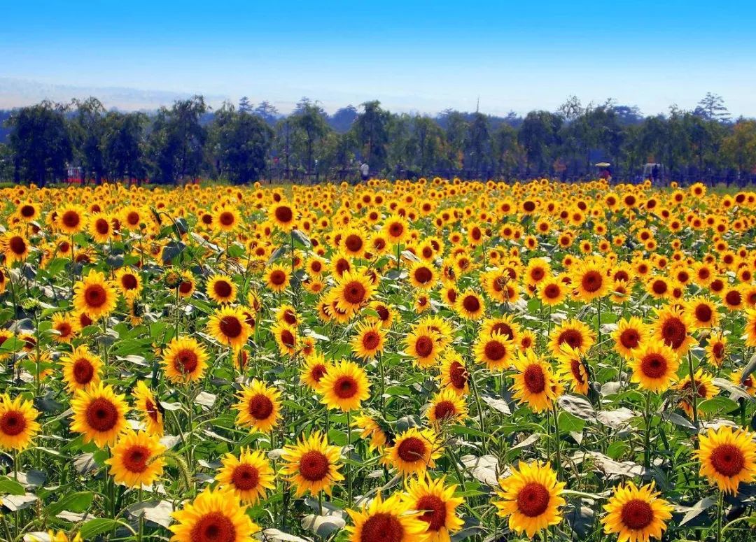 花海花田十六个常用品种推荐