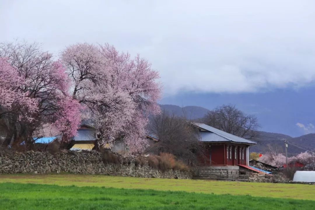 醉美春天西藏林芝桃花摄影团