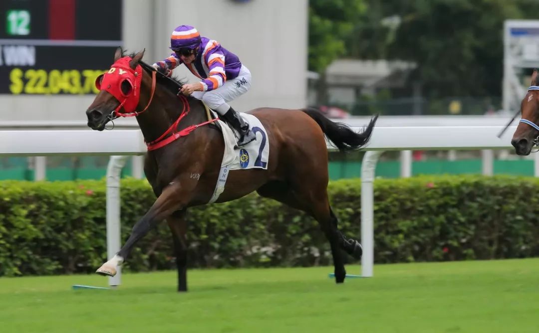 沙田赛事冠军骑师光芒闪耀马场