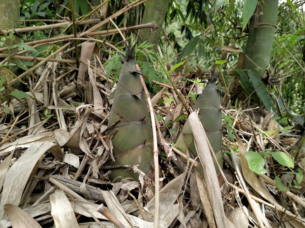 中国竹笋代表品种--八渡笋(广西宏世)