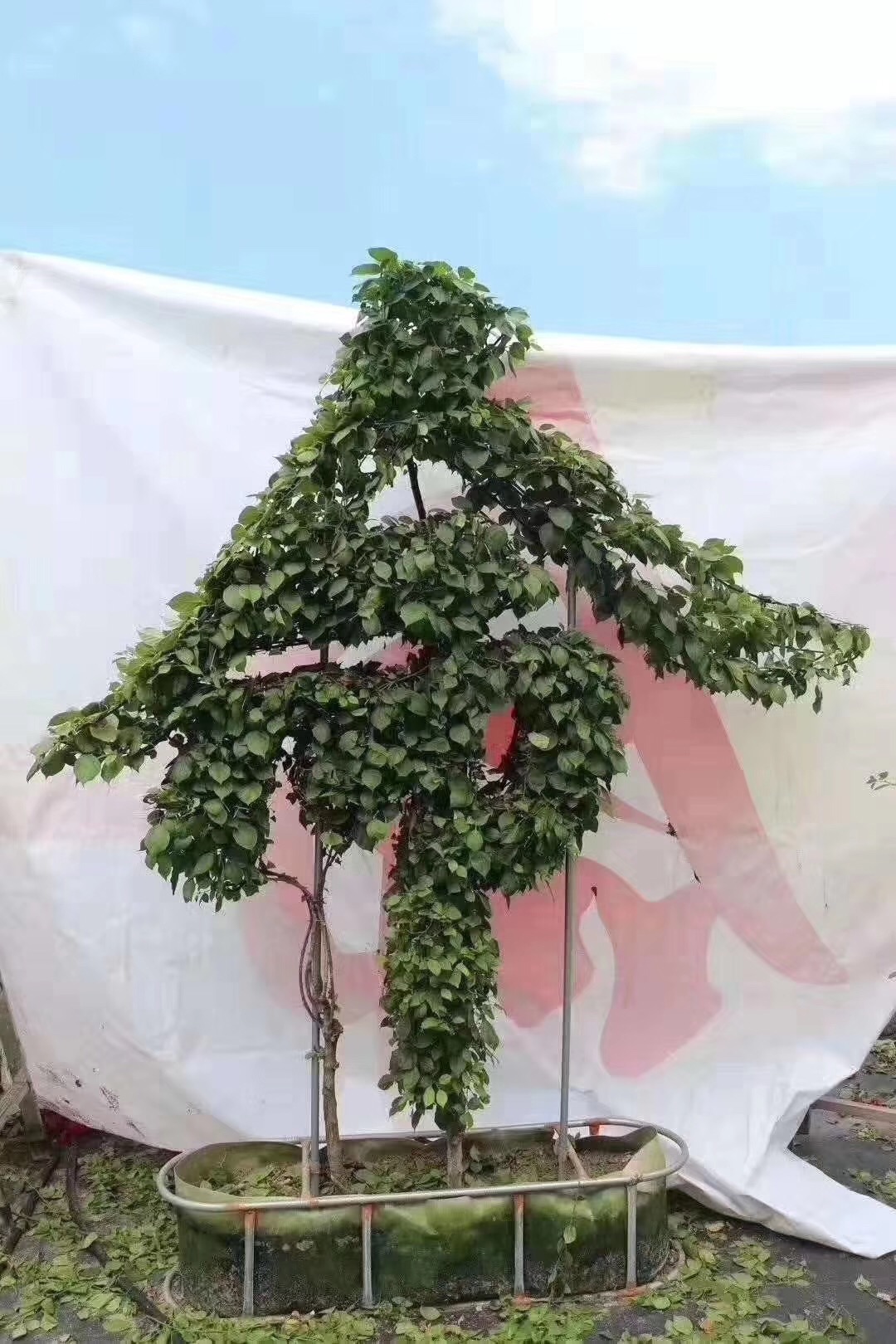 2019新款海棠 紫薇等植物编织字体艺术_造型