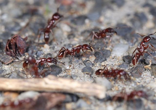 原创动物世界真神奇细颚猛蚁趁夜色袭击白蚁直接叼嘴里