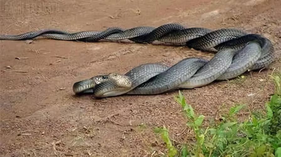 据了解,当晚乡道来来往往的人很多,其中一名村民突然发现路边有两条蛇